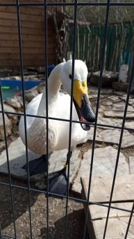 Лебедь 🦢