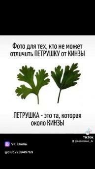 Как отличить петрушку от кинзы?