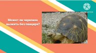 может ли черепаха выжить без панциря_720p_30f_20230831_182559