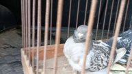 китайские чайки