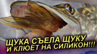 ЭТО РЕАЛЬНО ЖОР ЩУКИ! ЩУКА СЪЕЛА ЩУКУ И КЛЮЁТ НА СИЛИКОН!!! Щука ВЕСНОЙ на СПИННИНГ!