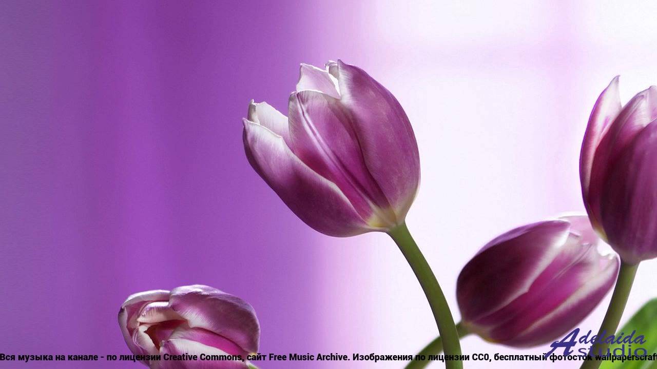 ❤❤❤ Клип, который не покажут по ТВ - Steps -- AudioCoffee Band -- Tech.mp4