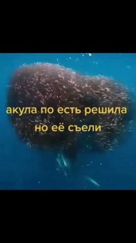 Подводный мир