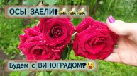 4-5.07.2024 А ЧЕСНОК ТО НЕ УДАЛСЯ!🧄ЭУСТОМА.🌸Дожди-слишком много осадков!💧🤦♀️