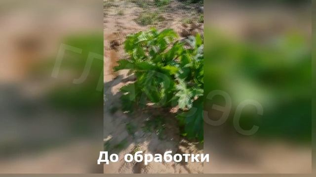 уничтожение растительности
