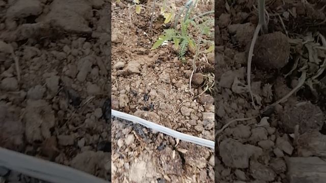 Помидоры высаженные 13 и 30 апреля. Разницы нет. Сергиево-Посадский район.