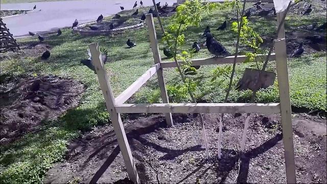 Оренбург в последний день апреля… Видео Виктор Поживин