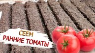 Посев семян томатов без заморочек! Сезон 2025. Сею помидоры на хороший урожай! Капельный полив