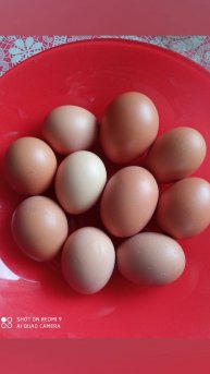 Свежие деревенские куриные яйца