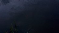 1000076030.mp4