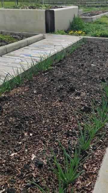 Обзор грядок.