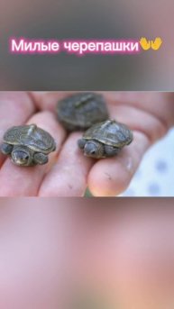 Милые черепашки