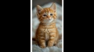 Котик на видео звонок