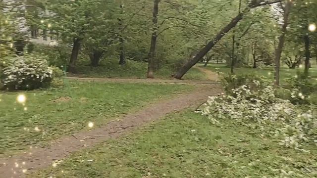 в Яблоневом саду упало столько деревьев из за снега .