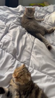 Милая шотландская вислоухая кошка и кот отдыхают 🐱