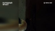Кошка Катя