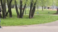 🐐В Бутово новорожденных козлят чуть было не увели из-под носа у владельца🐐