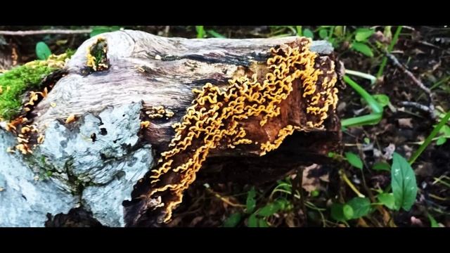 ГРИБЫ ГРИБЫ ГРИБЫ