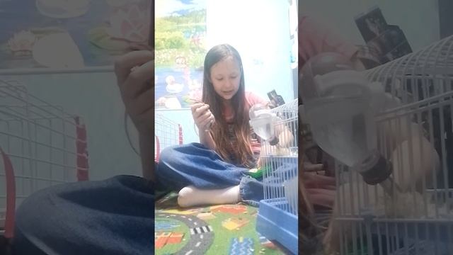 игра с пушистиками