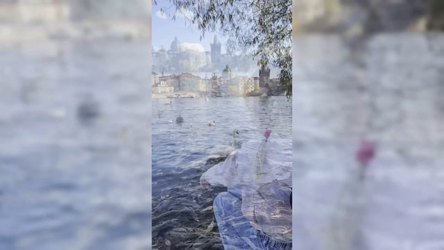 Лебеди в Праге