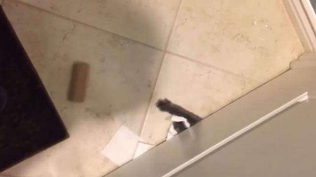 Подборка самых смешных видео с животными 😹🐶