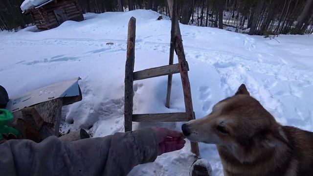 Поход в лес с ночёвкой