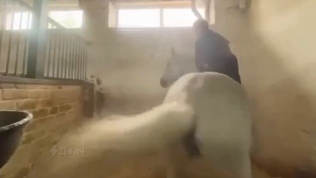 Три ученицы конной школы избили лошадь: издевательства над животным садистки снимали на камеру