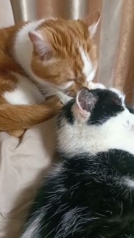 Наши кошки Мася и Рыжик