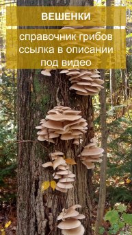 Вешенки - справочник грибов