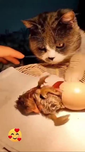 Кот и семеро цыплят