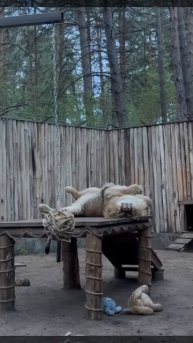 Лев Цезарь из ульяновского зоопарка пережил зиму и, кажется, доволен собой