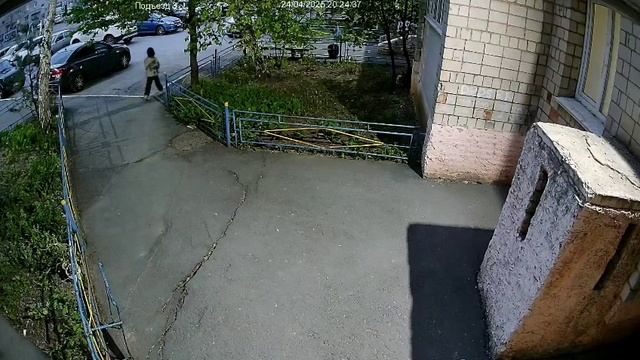 Тюльпаны