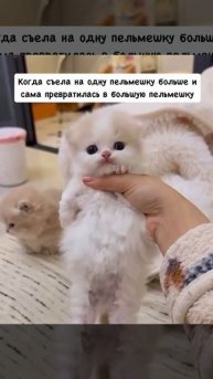Пушистая пельмешка