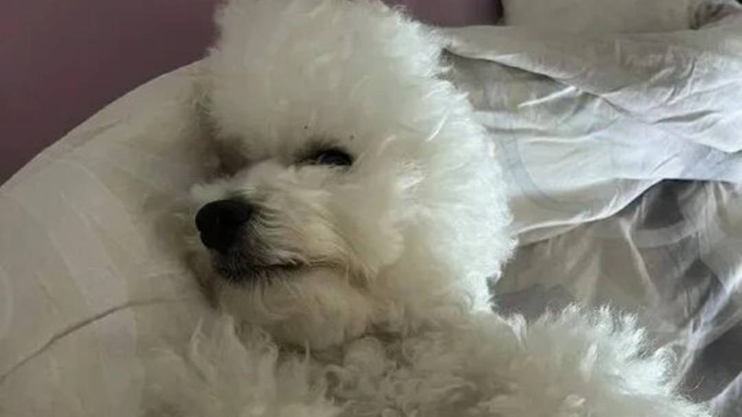 13 карт ( но Вару в другой Вселенной) Ведьмочка🪄🪄 (^ω^)