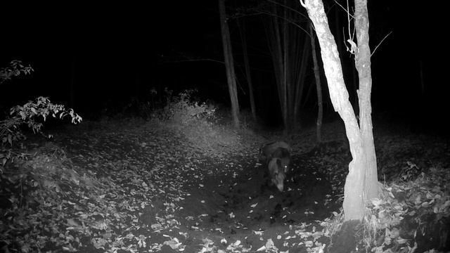 Ночные гулянья кабанов: что скрывает ночной лес 🌜🌳🐗