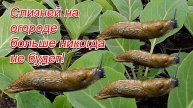 СЛИЗНИ ИСЧЕЗЛИ НАВСЕГДА! Этот препарат работает с первого применения