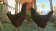 Любовь птицевода к Курочкам 🐥🐔🥚 Нежное видео 🐓 Версия (45)