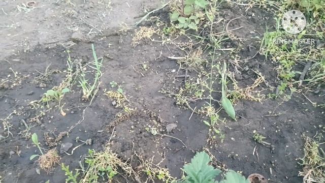 Мир, труд, май! Работа на огороде.