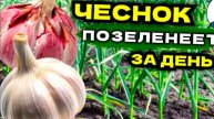 ВЕСЕННЯЯ ПОДКОРМКА ЧЕСНОКА, которая сделает листья зелёными даже в холодную погоду!