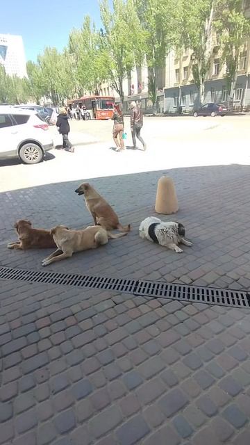 Бригада собак в центре Донецка