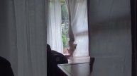 Коротко о котах и их «везении»