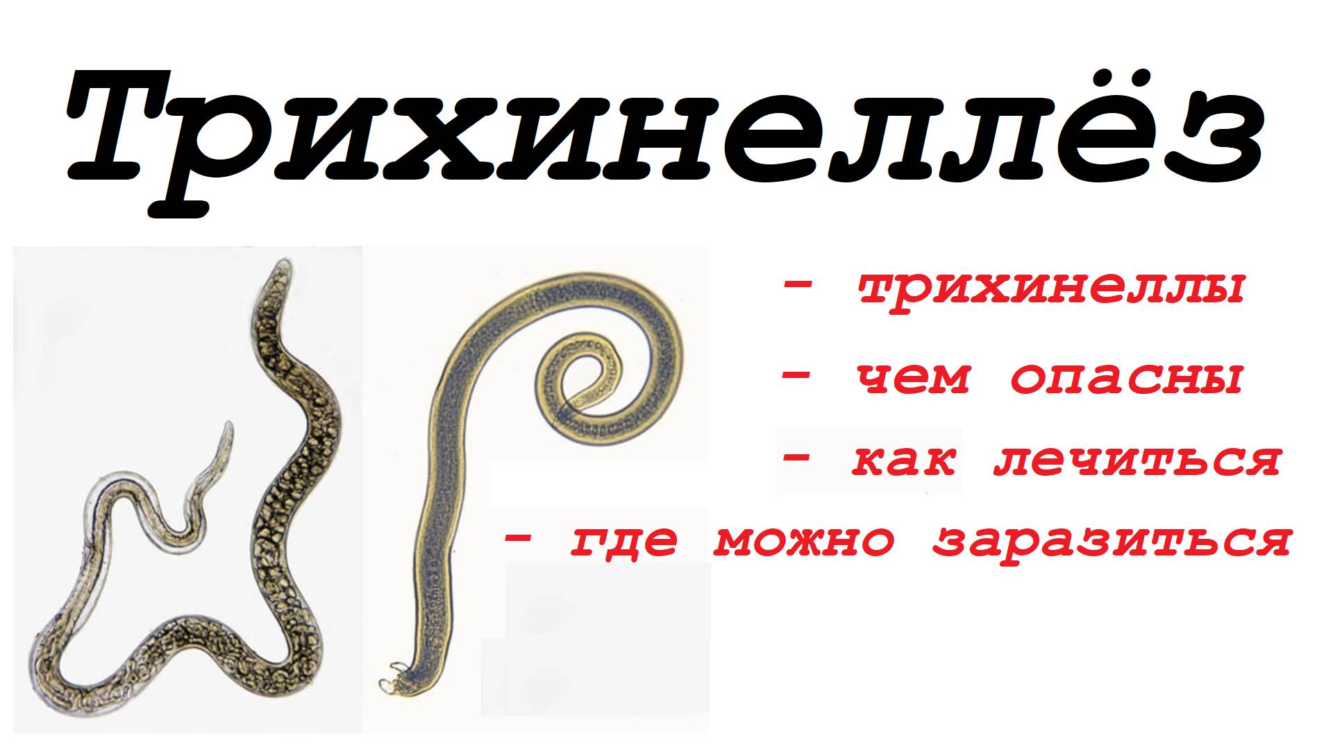 Дикая природа. Трихинеллёз. Быстрый и беспощадный убийца