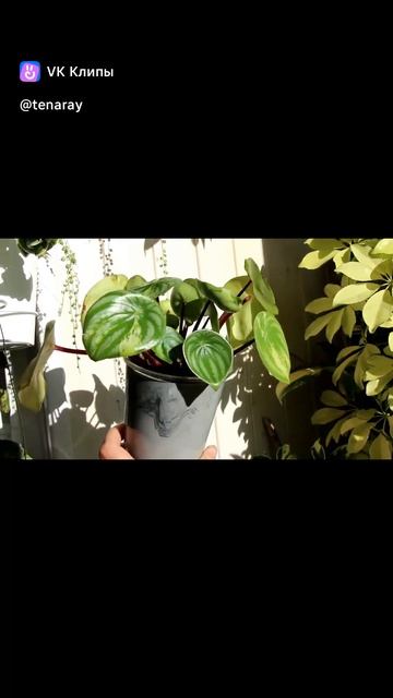 🌿🍉Пеперомия арбузная вариегатная (Peperomia argyreia variegata, пеперомия аргирея вариегатная).