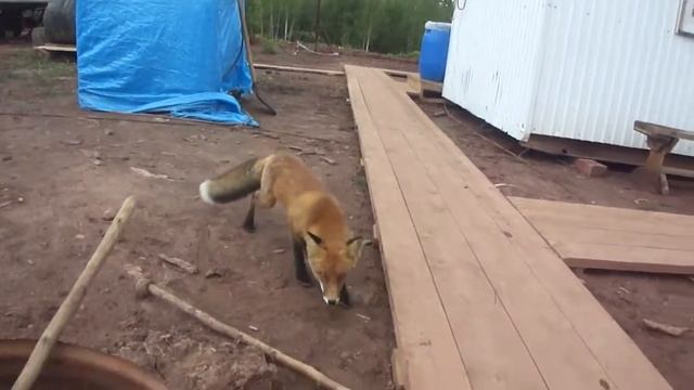 Лиса  Приколы