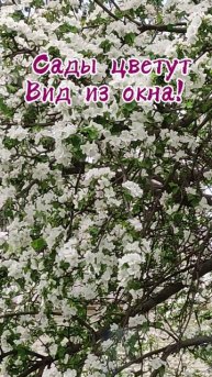 Вид из окна. Яблоня цветёт.