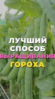 Как вырастить ГОРОХ РАЗМЕРОМ С БАНАНЫ