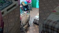 Шарик и охотник