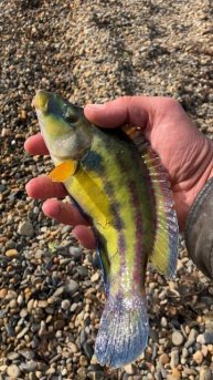 Черноморская рыбка