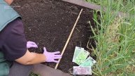 Это опасно для почвы! Что делать с открытой землёй или после сбора урожая #зелень #дача #грядка #...