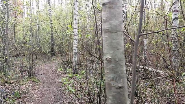 В лесу: о проблеме интерпретации - важен не только текст, но и то, как он интерпретируется. Дали 🖼️